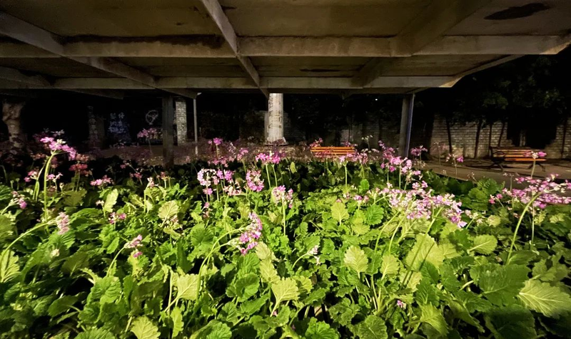 一串红的种植方法