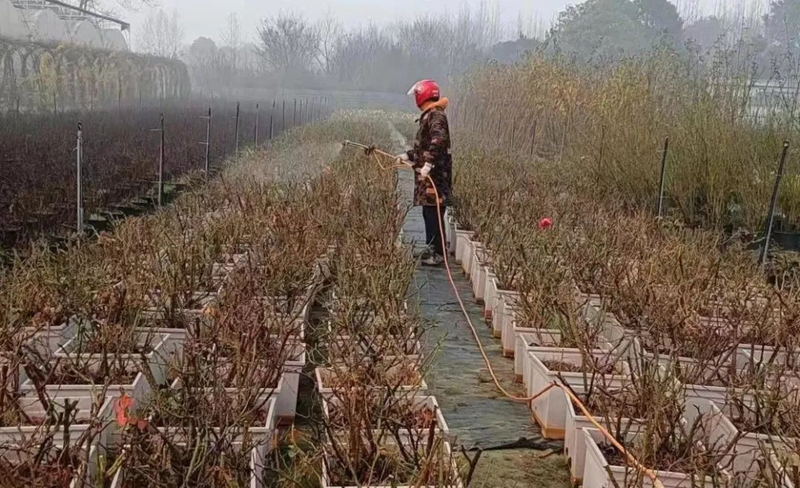 一串红的种植方法