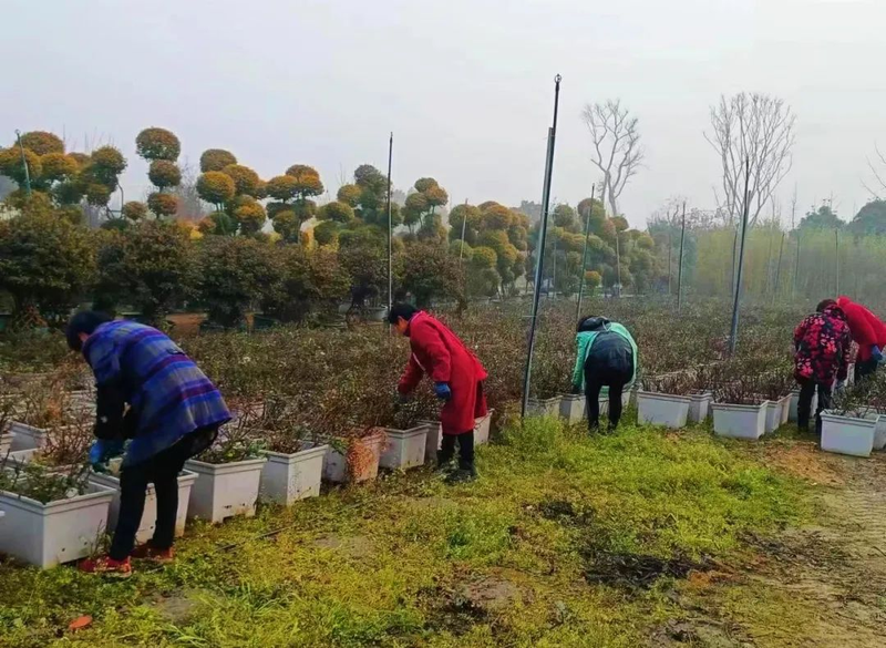 一串红的种植方法
