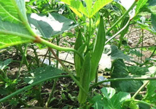 秋葵的种植方法 时间