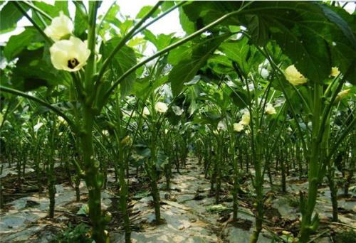 秋葵的种植方法 时间