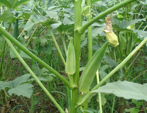 秋葵的种植方法 时间