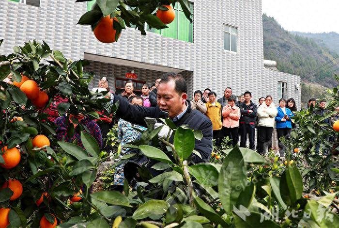Orange growing technology in august