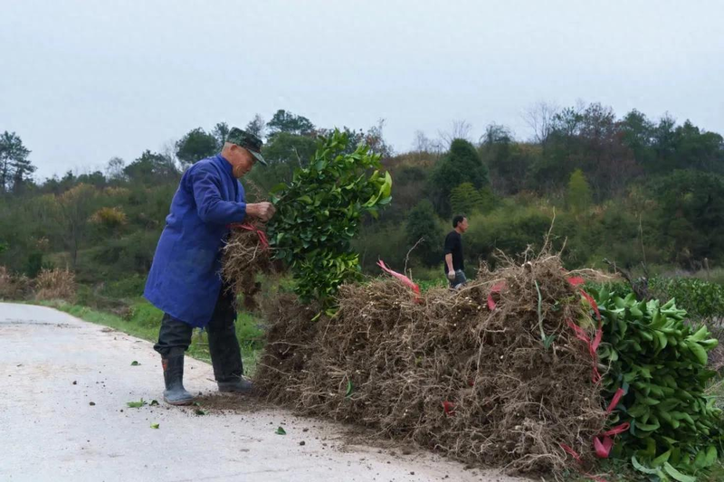 Orange growing technology in august