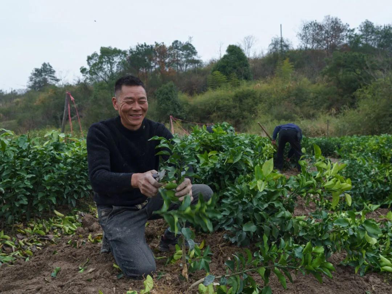 Orange growing technology in august