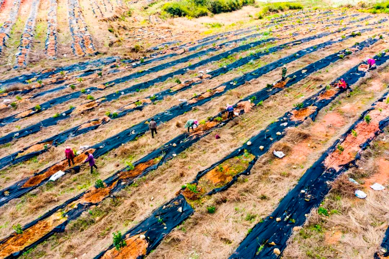 Orange growing technology in august