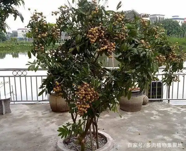 The method of planting the fruit tree