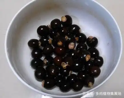 The method of planting the fruit tree