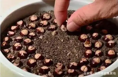 The method of planting the fruit tree