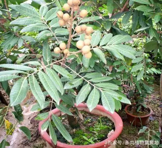 The method of planting the fruit tree