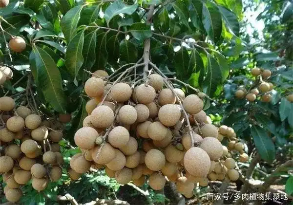 The method of planting the fruit tree