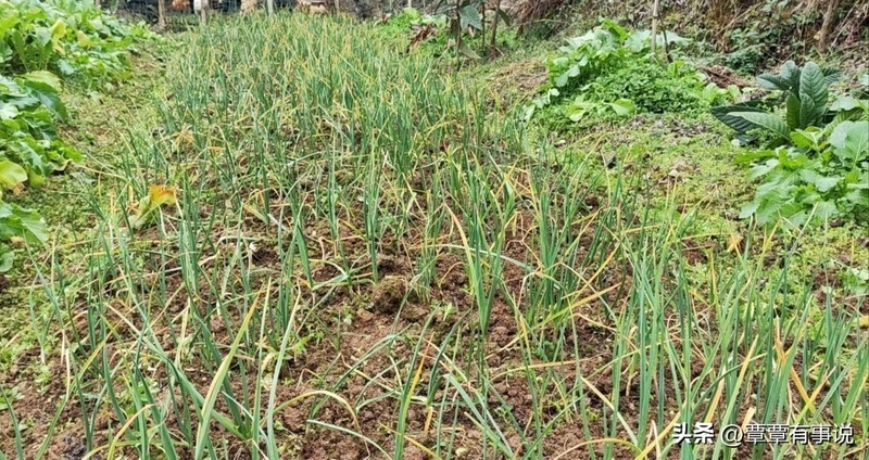 盆栽大蒜的种植方法