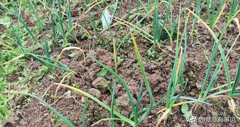 盆栽大蒜的种植方法