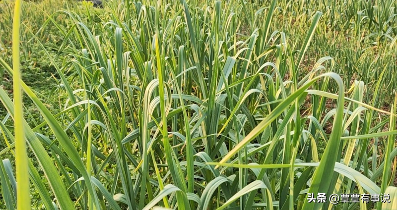 盆栽大蒜的种植方法