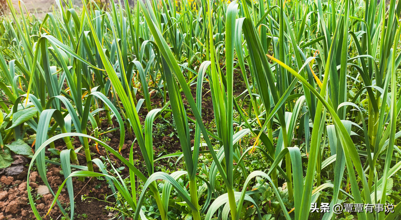 盆栽大蒜的种植方法