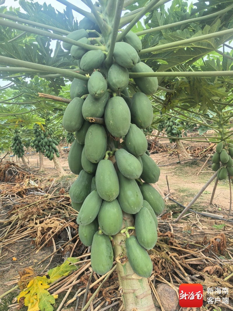 Fruit papaya cultivation