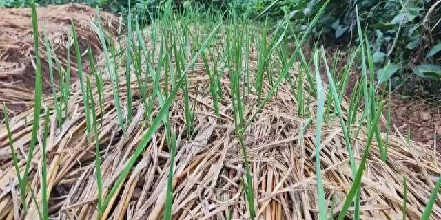 盆栽大蒜的种植方法