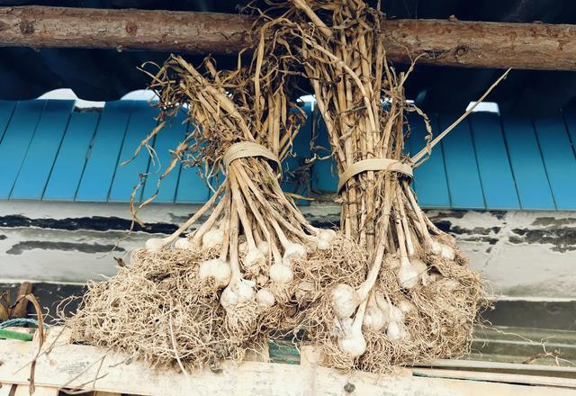 盆栽大蒜的种植方法