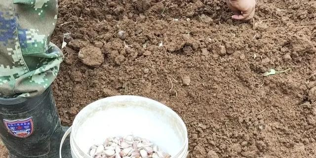 盆栽大蒜的种植方法