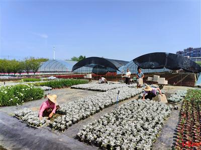 一串红的种植方法