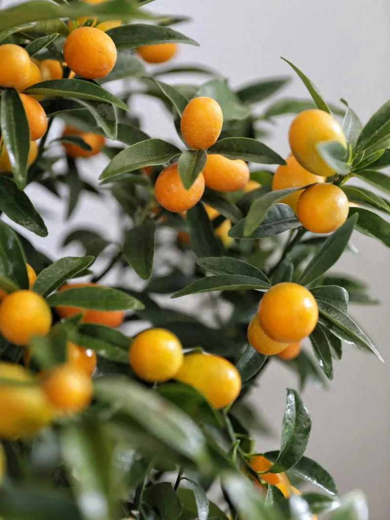 Orange growing technology in august
