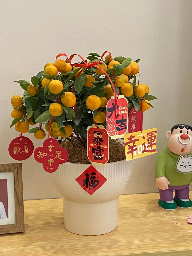 Orange growing technology in august