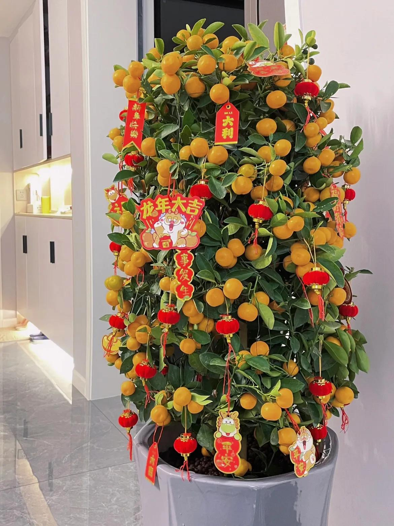 Orange growing technology in august