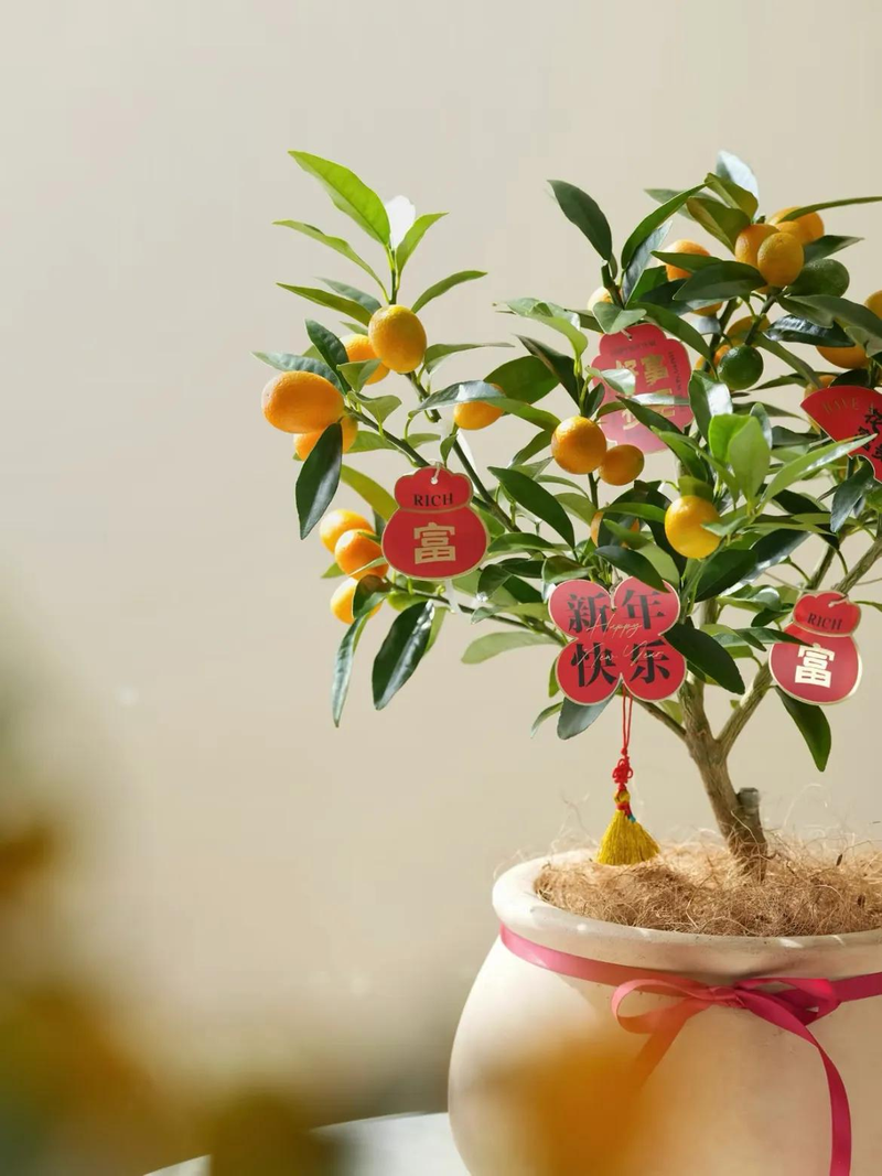 Orange growing technology in august