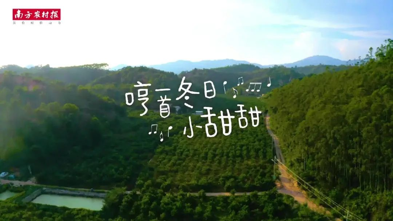 贡柑种植技术视频教学