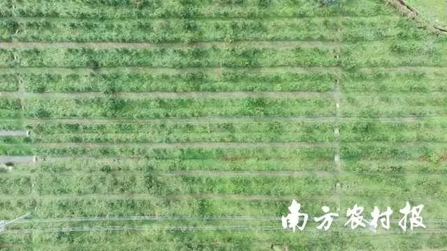贡柑种植技术视频教学