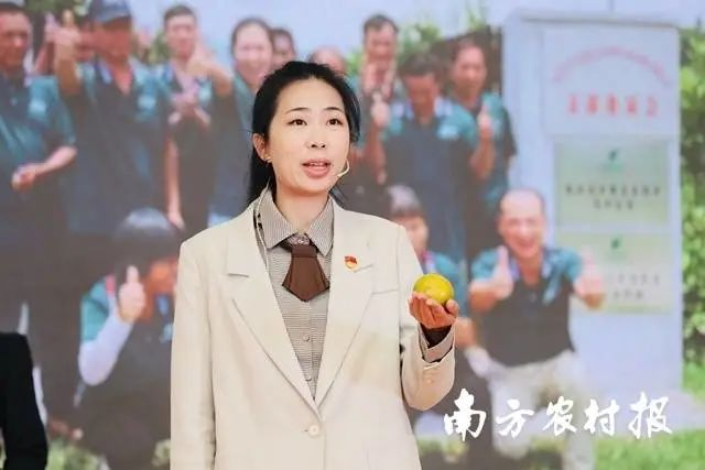 贡柑种植技术视频教学