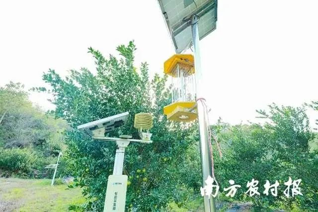 贡柑种植技术视频教学