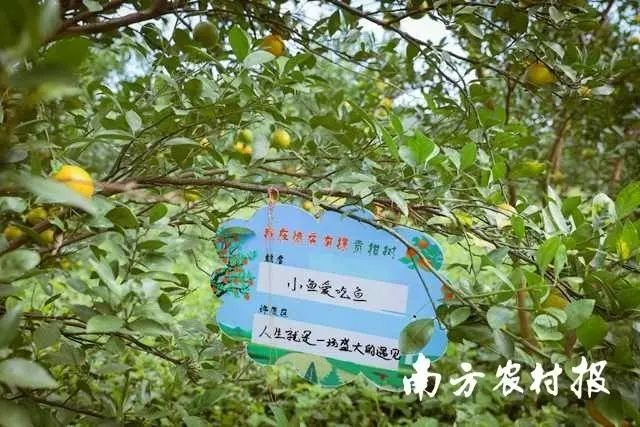 贡柑种植技术视频教学