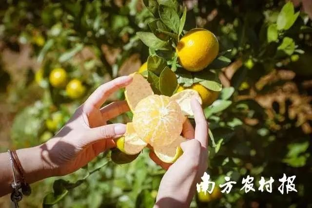 贡柑种植技术视频教学