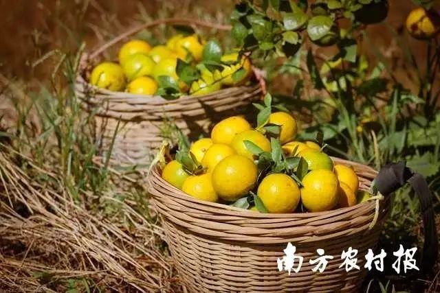 贡柑种植技术视频教学