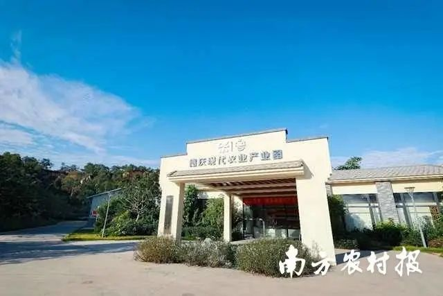 贡柑种植技术视频教学