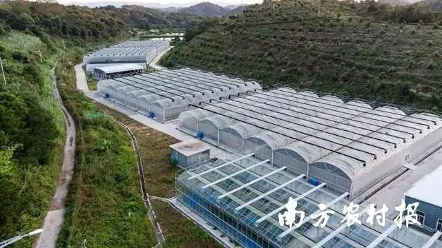 贡柑种植技术视频教学