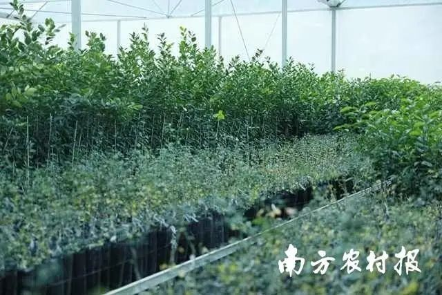 贡柑种植技术视频教学