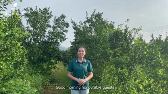 贡柑种植技术视频教学