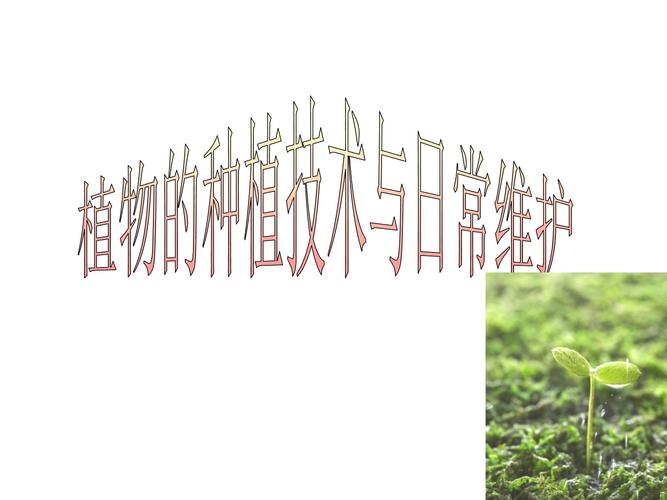 多肉植物种植技术