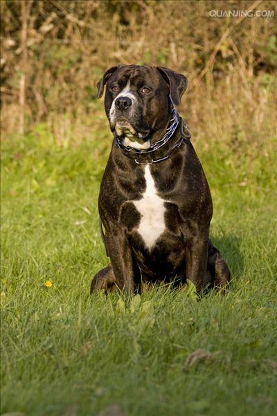 Rowena larceny feeding methods