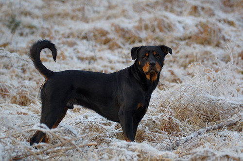 Rowena larceny feeding methods