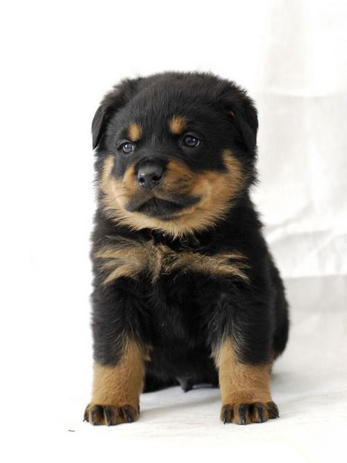 Rowena larceny feeding methods