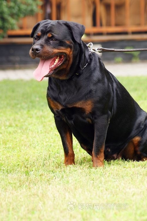 Rowena larceny feeding methods