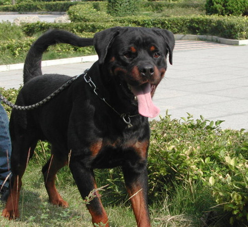 Rowena larceny feeding methods