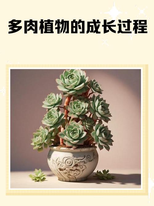 多肉植物种植技术