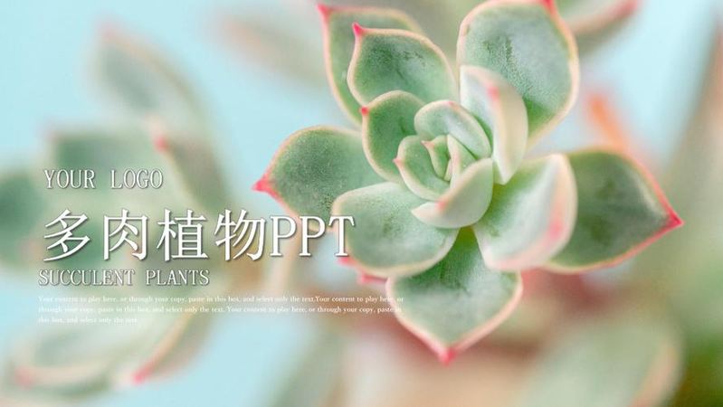 多肉植物种植技术