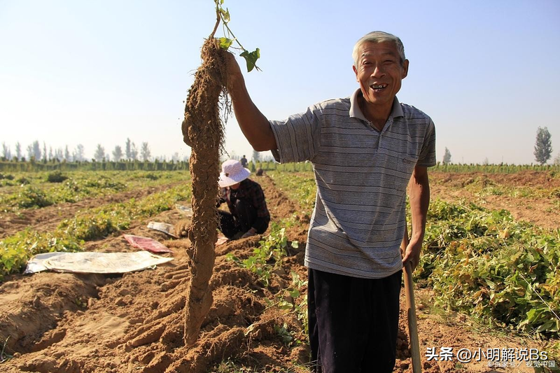 山药的种植方法与技术