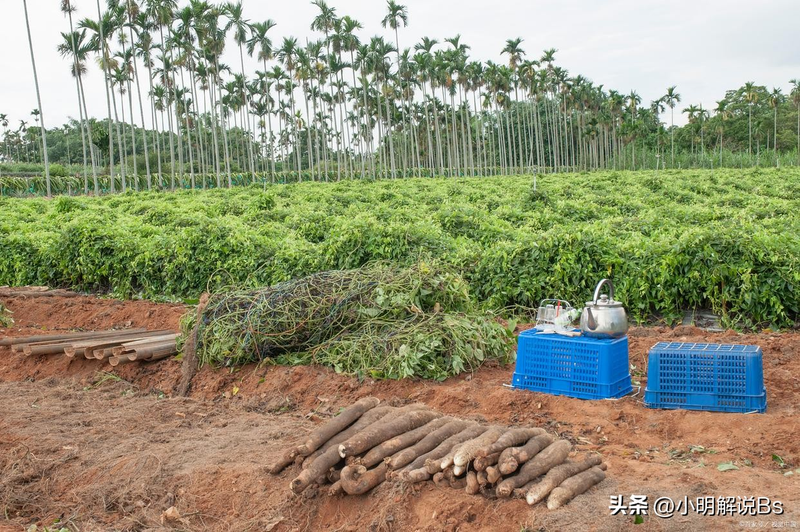 山药的种植方法与技术