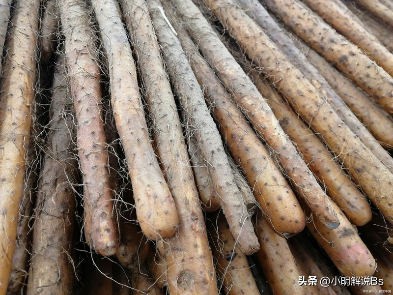 山药的种植方法与技术